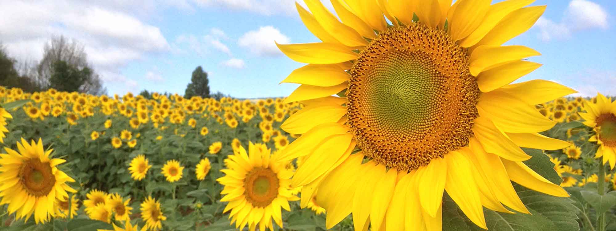 2020_Top-Slideshow-Sunflowers